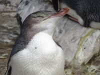 Neuseeland - Dunedin - Otago Halbinsel 