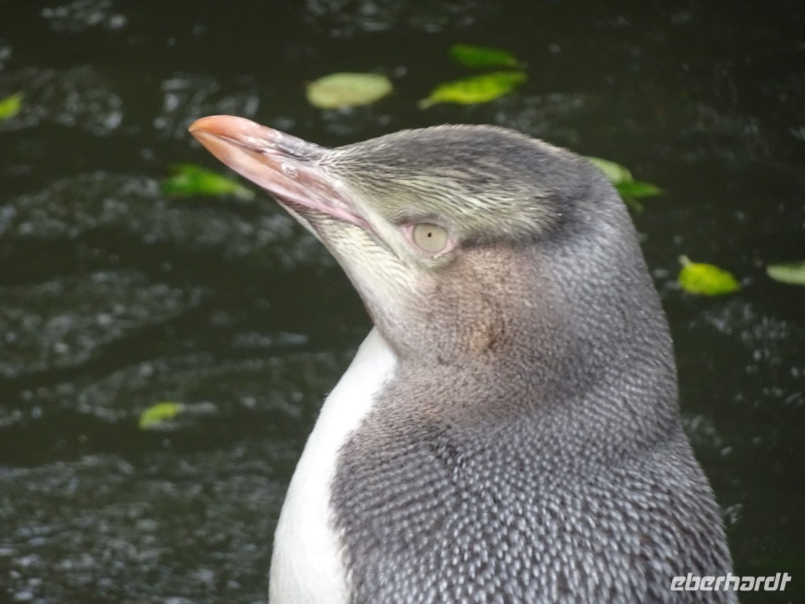 Neuseeland - Dunedin - Otago Halbinsel 