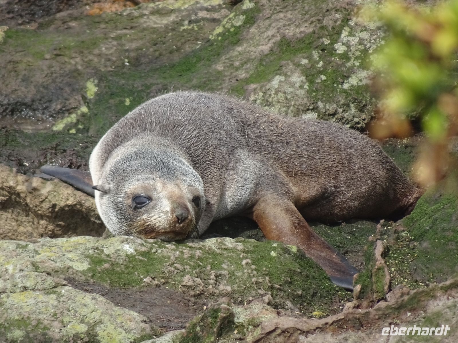 Neuseeland - Dunedin - Otago Halbinsel 