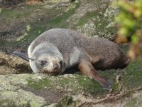 Neuseeland - Dunedin - Otago Halbinsel 