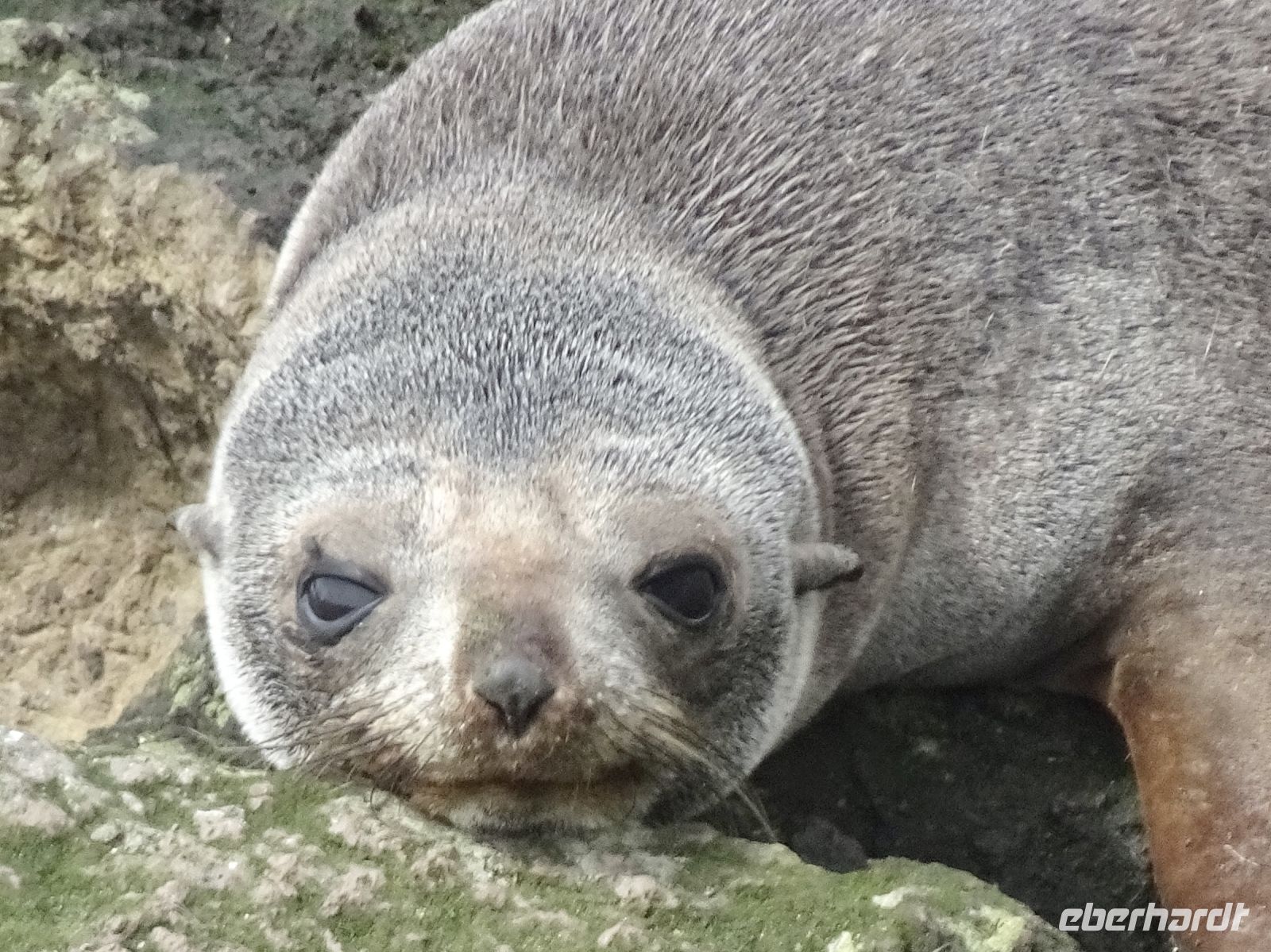 Neuseeland - Dunedin - Otago Halbinsel 