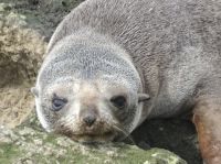 Neuseeland - Dunedin - Otago Halbinsel 