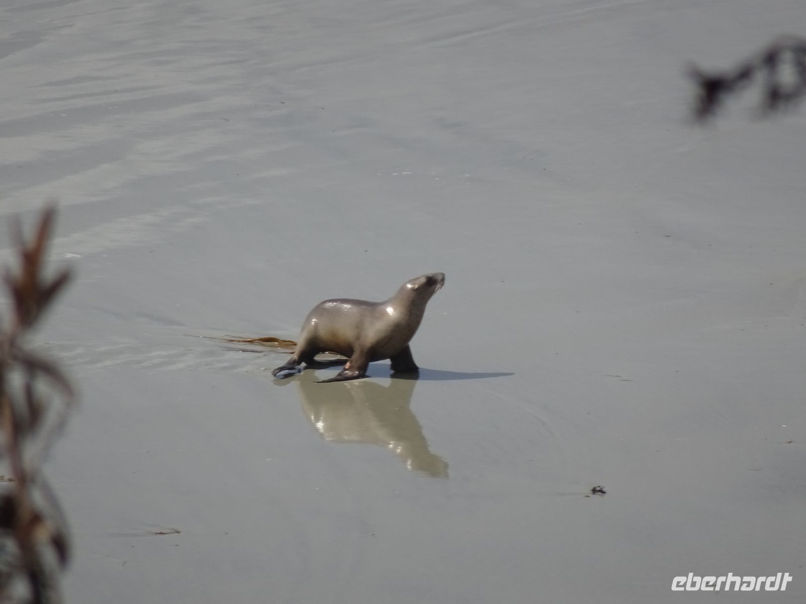 Neuseeland - Dunedin - Otago Halbinsel 