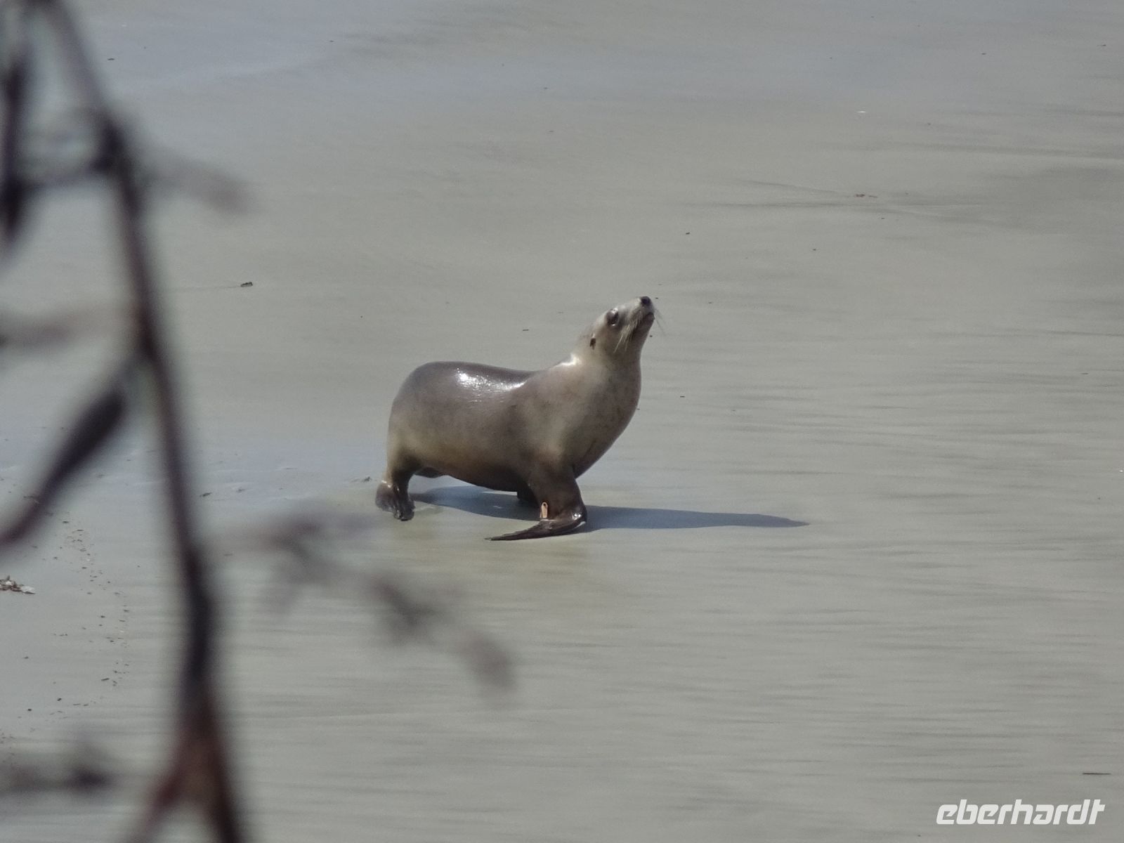 Neuseeland - Dunedin - Otago Halbinsel 