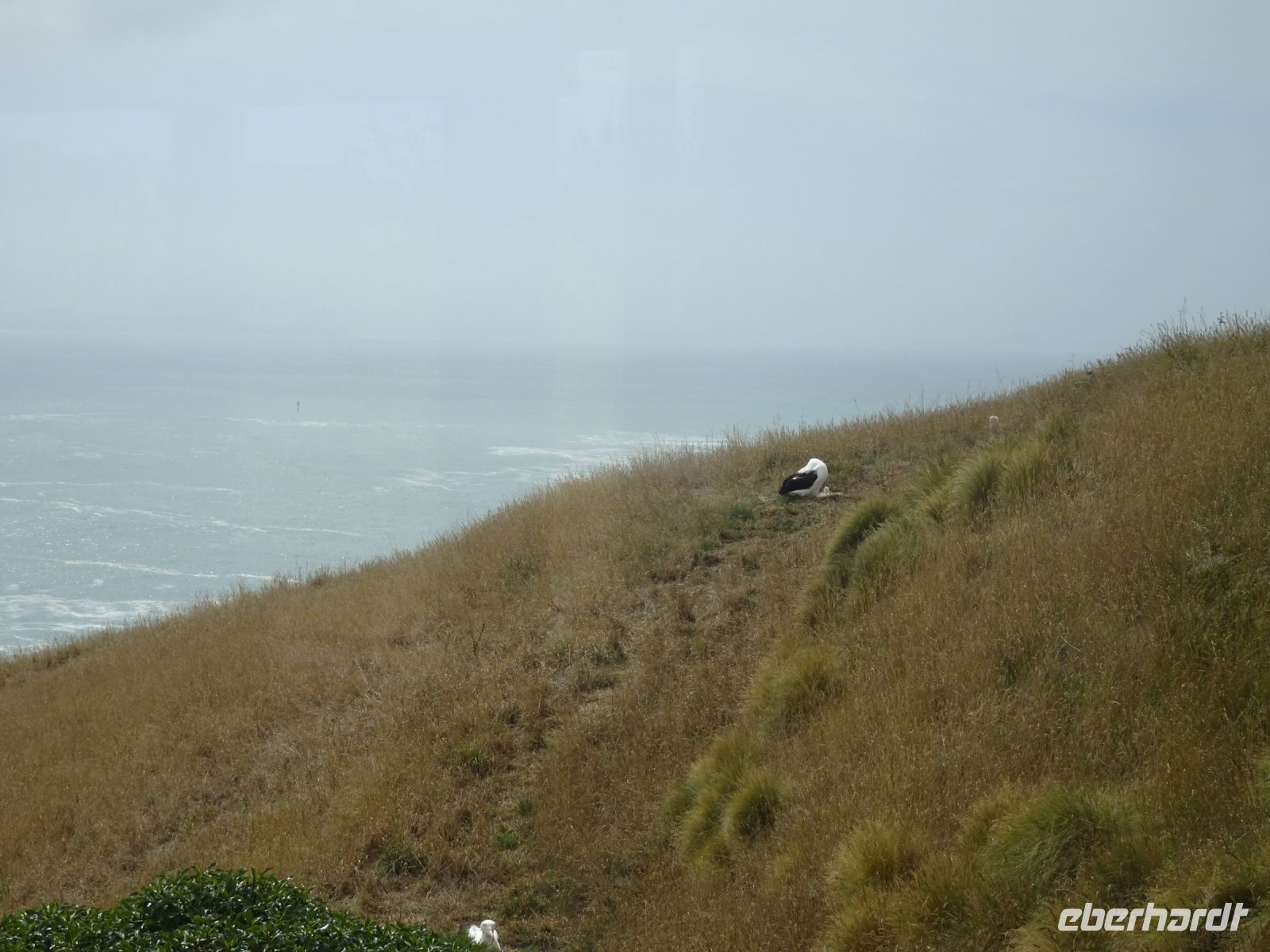 Neuseeland - Dunedin - Otago Halbinsel 
