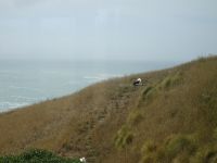 Neuseeland - Dunedin - Otago Halbinsel 