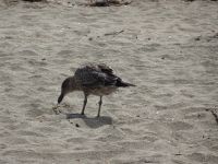 Neuseeland - Auckland 