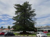 Neuseeland - Auckland 