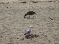 Neuseeland - Auckland 