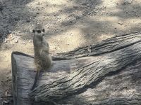 Australien - Tasmanien - Wings Wildlife Park 