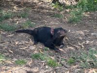 Australien - Tasmanien - Wings Wildlife Park 