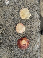 Neuseeland - Auckland 