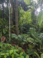 45. Botanischer Garten Cairns