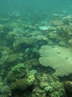 50.  Great Barrier Reaf