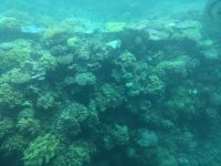 51.  Great Barrier Reaf