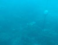 52.  Great Barrier Reaf