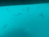 53.  Great Barrier Reaf