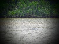 68. Daintree Nationalpark