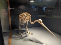 292. Nationalmuseum Wellington