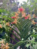 Botanischer Garten, Singapur