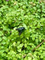 Botanischer Garten, Singapur