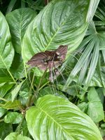 Botanischer Garten, Singapur
