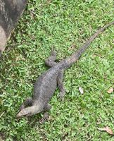 Botanischer Garten, Singapur