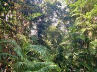 Regenwald, Cairns