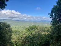 Regenwald, Cairns