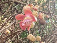 Botanischer Garten, Cairns