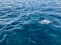 Fahrt Great Barrier Reef