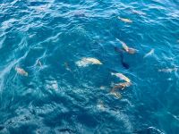 Fahrt Great Barrier Reef