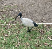 Ibis, Sydney
