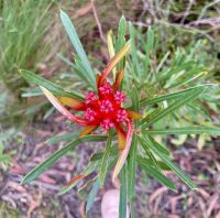 Blue Mountains, Sydney
