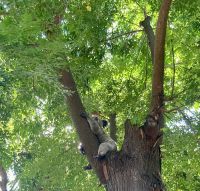 Koala, Wildlife Park, Sydney