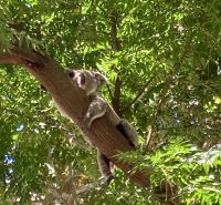 Koala, Wildlife Park, Sydney