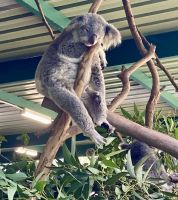 Koala, Wildlife Park, Sydney