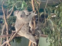 Koala, Wildlife Park, Sydney
