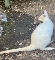 Känguru, Wildlife Park, Sydney