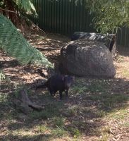 Tasmanischer Teufel, Wildlife Park Burnie