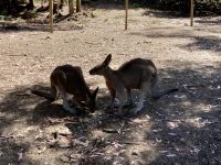 Känguru, Wildlife Park Burnie