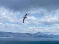 Könisalbatrosse Otago Halbinsel, Dunedin