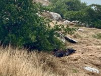 Seelöwen Otago Halbinsel, Dunedin
