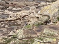 Seelöwen Otago Halbinsel, Dunedin