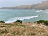 Seelöwen Otago Halbinsel, Dunedin