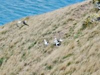 Königsalbatrosse Otago Halbinsel, Dunedin