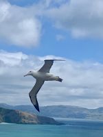 Königsalbatrosse Otago Halbinsel, Dunedin