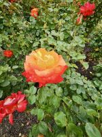 Botanischer Garten, Christchurch