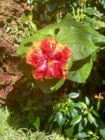 Winterhaus/Sommerhaus, Auckland