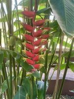 Winterhaus/Sommerhaus, Auckland